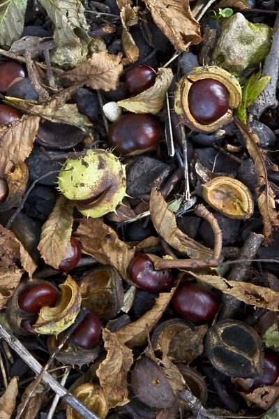 common horse chestnut conkers, the autumn fruiting nut of this common tree