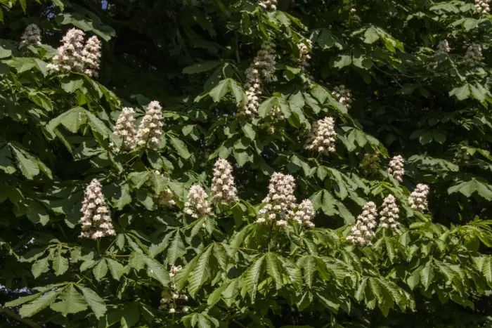 Framed Print : Common Horse Chestnut tree in flower - spring