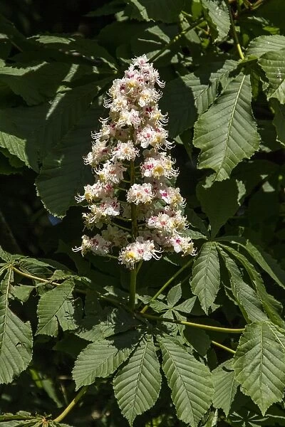 Common Horse Chestnut tree in flower - spring