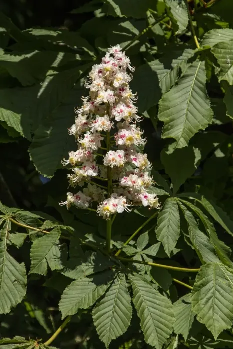 Framed Print : Common Horse Chestnut tree in flower - spring Framed Print : Common Horse Chestnut tree in flower - spring