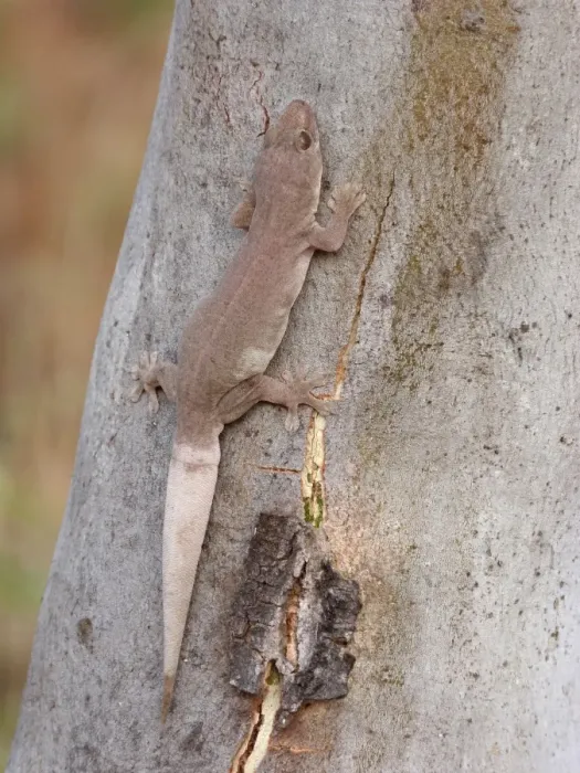 Framed Print : Common House Gecko (Hemidactylus frenatus) introduced species, adult, resting on eucalyptus tree trunk Framed Print : Common House Gecko (Hemidactylus frenatus) introduced species, adult, resting on eucalyptus tree trunk
