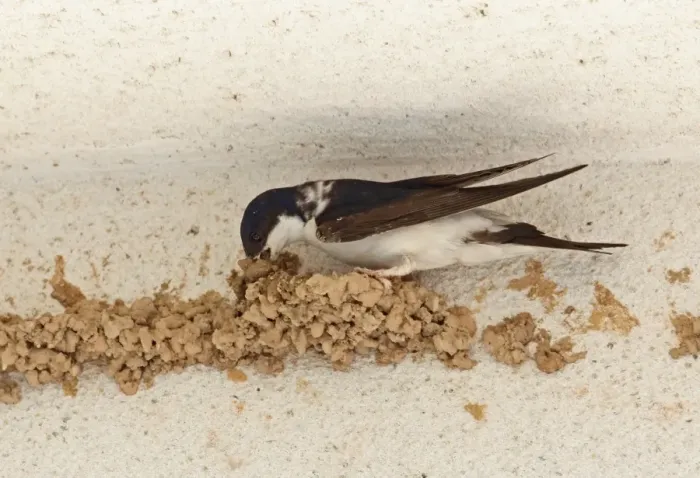Framed Print : Common House Martin (Delichon urbica) adult, building mud nest on wall, near Ronda, Andalucia, Spain, May Framed Print : Common House Martin (Delichon urbica) adult, building mud nest on wall, near Ronda, Andalucia, Spain, May