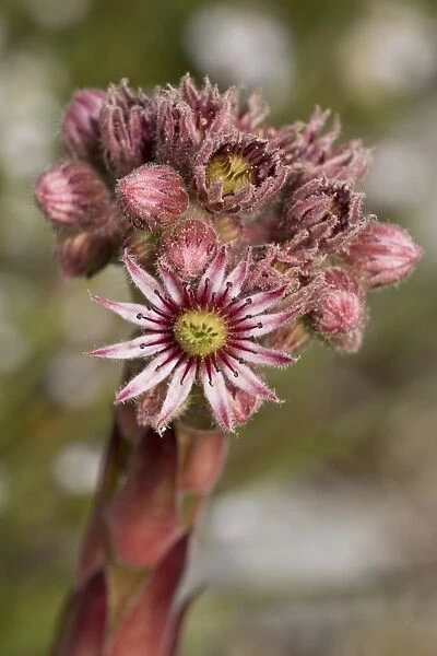 Common Houseleek (Sempervivum tectorum) flowering, Vercors, French Alps, France, August