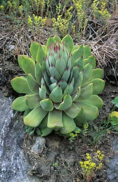 Common Houseleek (Sempervivum tectorum) close-up of plant, Italy