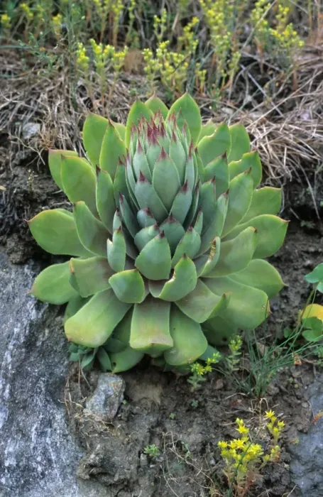 Framed Print : Common Houseleek (Sempervivum tectorum) close-up of plant, Italy Framed Print : Common Houseleek (Sempervivum tectorum) close-up of plant, Italy