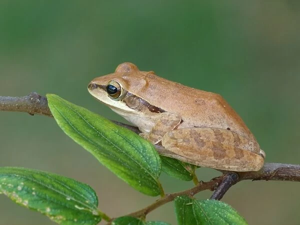 Common Indian Treefrog (Polypedates maculatus) adult, resting on twig, Yala N. P. Sri Lanka, February