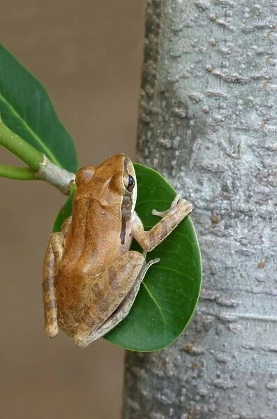 Common Indian Treefrog (Polypedates maculatus) adult, clinging to leaf, Yala N. P. Sri Lanka, February