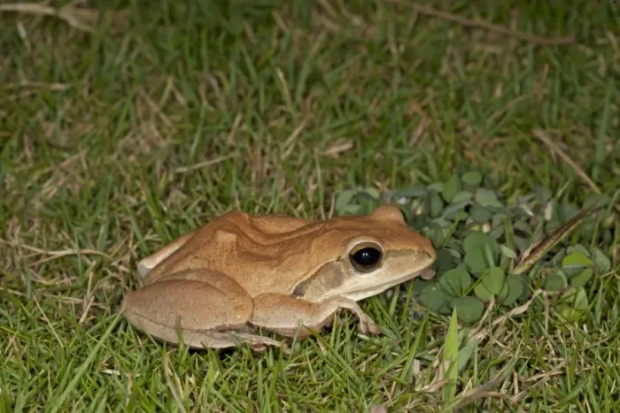 Framed Print : Common Indian Treefrog (Polypedates maculatus) adult, on grass, India, February Framed Print : Common Indian Treefrog (Polypedates maculatus) adult, on grass, India, February