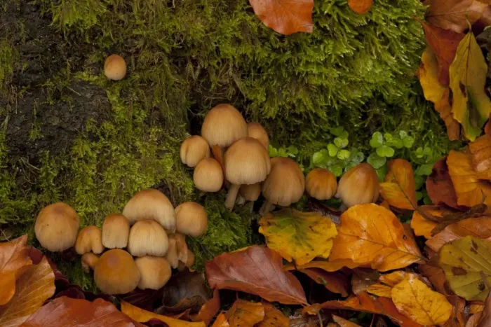 Framed Print : Common Ink Cap (Coprinopsis atramentaria) fruiting bodies, growing amongst moss and fallen beech leaves