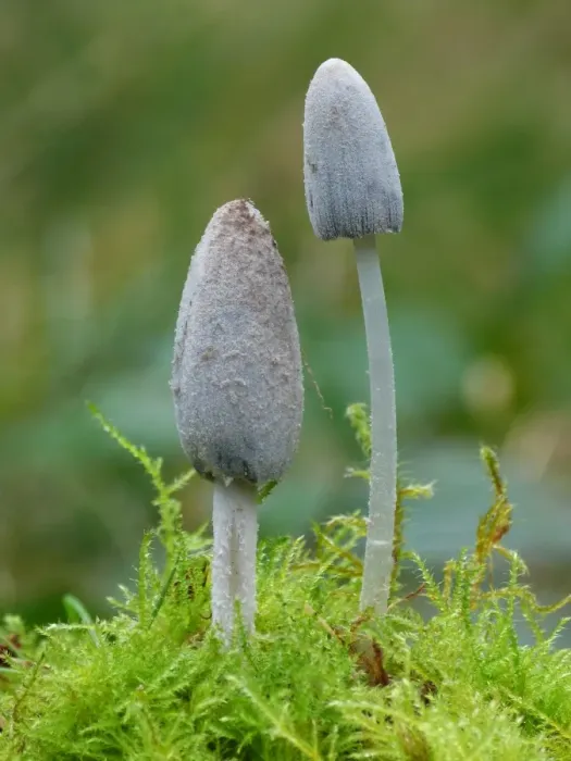 Framed Print : Common Ink Cap (Coprinus atramentarius) fruiting bodies, early stage, growing amongst moss in woodland, Leicestershire Framed Print : Common Ink Cap (Coprinus atramentarius) fruiting bodies, early stage, growing amongst moss in woodland, Leicestershire