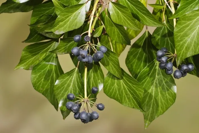 Framed Print : Common Ivy (Hedera helix) close-up of berries and leaves, Aylsham, Norfolk, England, March Framed Print : Common Ivy (Hedera helix) close-up of berries and leaves, Aylsham, Norfolk, England, March