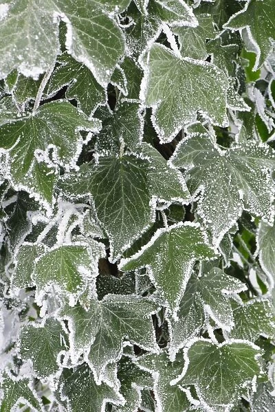 Common Ivy (Hedera helix) close-up of hoar frost covered leaves, Staffordshire, England, December