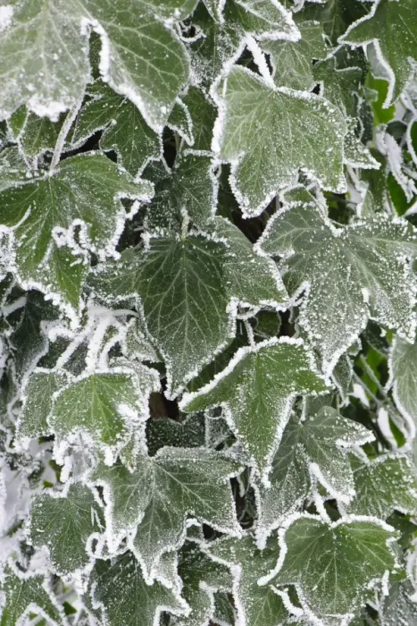 Framed Print : Common Ivy (Hedera helix) close-up of hoar frost covered leaves, Staffordshire, England, December Framed Print : Common Ivy (Hedera helix) close-up of hoar frost covered leaves, Staffordshire, England, December