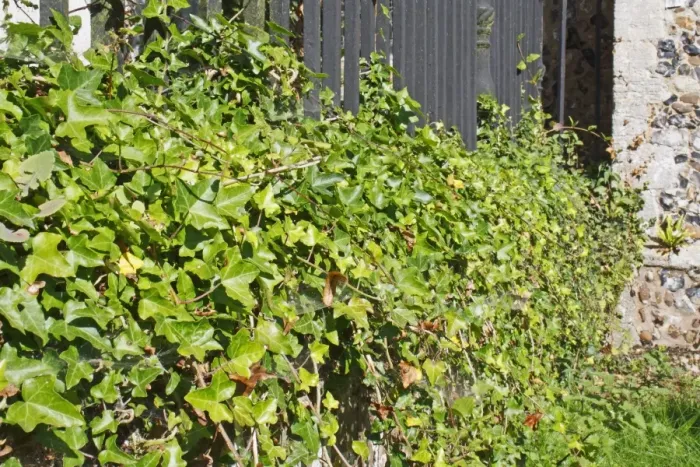 Framed Print : Common Ivy (Hedera helix) leaves, growing over tombstone in village churchyard, St Framed Print : Common Ivy (Hedera helix) leaves, growing over tombstone in village churchyard, St