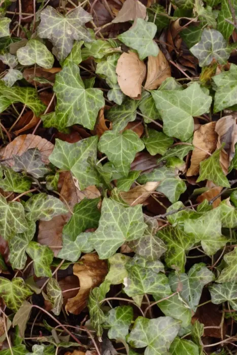Framed Print : Common Ivy (Hedera helix) leaves, growing amongst Common Beech (Fagus sylvatica) leaf litter on woodland floor Framed Print : Common Ivy (Hedera helix) leaves, growing amongst Common Beech (Fagus sylvatica) leaf litter on woodland floor