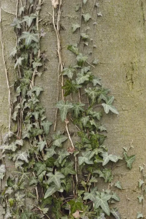 Framed Print : Common Ivy (Hedera helix) leaves and stems, growing on Common Beech (Fagus sylvatica) trunk in woodland Framed Print : Common Ivy (Hedera helix) leaves and stems, growing on Common Beech (Fagus sylvatica) trunk in woodland