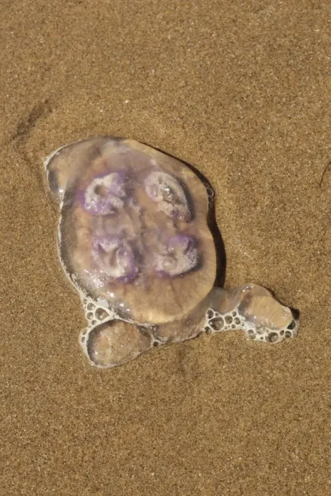 Framed Print : Common Jellyfish (Aurelia aurita) adult, stranded on sandy beach, Gower Peninsula, Glamorgan, Wales, july Framed Print : Common Jellyfish (Aurelia aurita) adult, stranded on sandy beach, Gower Peninsula, Glamorgan, Wales, july