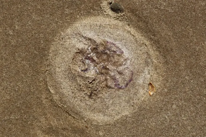 Framed Print : Common Jellyfish (Aurelia aurita) imprint on sandy beach, Gower Peninsula, Glamorgan, Wales, july Framed Print : Common Jellyfish (Aurelia aurita) imprint on sandy beach, Gower Peninsula, Glamorgan, Wales, july
