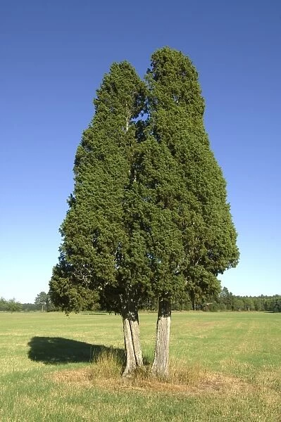 Common Juniper (Juniperus communis) habit, two mature trees in field, Sweden