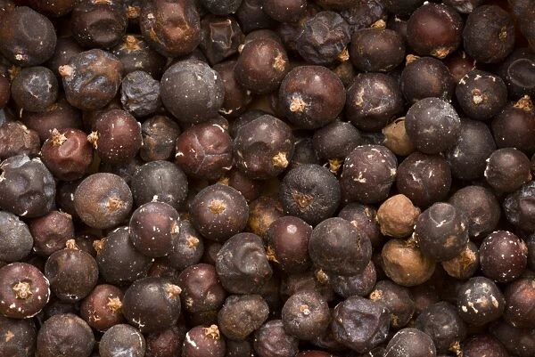 Common Juniper (Juniperus communis) pile of berries, organically grown in Turkey