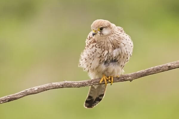 Common Kestrel (Falco tinnunculus) adult female, perched on branch, Hortobagy N. P. Hungary, April