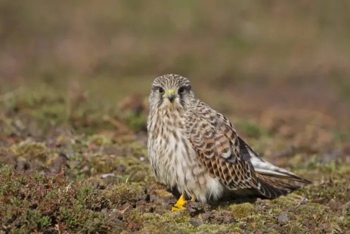 Framed Print : Common Kestrel (Falco tinnunculus) adult female, standing on ground, Minsmere RSPB Reserve, Suffolk, England, october Framed Print : Common Kestrel (Falco tinnunculus) adult female, standing on ground, Minsmere RSPB Reserve, Suffolk, England, october