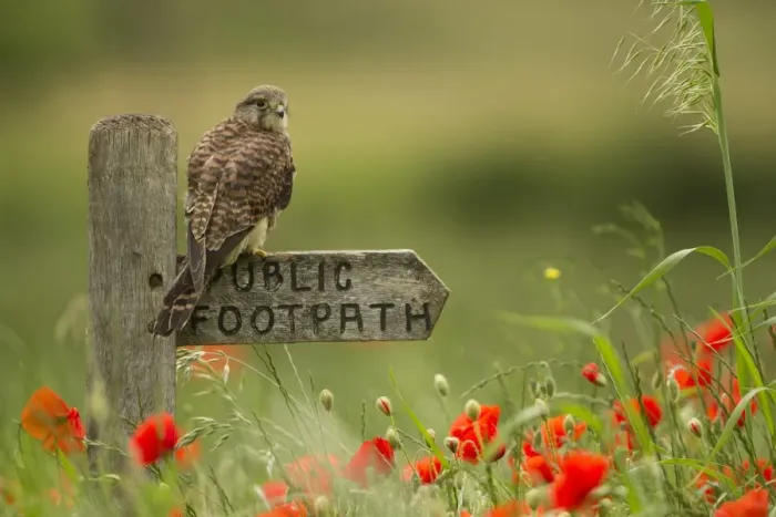 Framed Print : Common Kestrel (Falco tinnunculus) adult female, perched on public footpath sign amongst flowering poppies in field, South Yorkshire, England, june, (captive) Framed Print : Common Kestrel (Falco tinnunculus) adult female, perched on public footpath sign amongst flowering poppies in field, South Yorkshire, England, june, (captive)