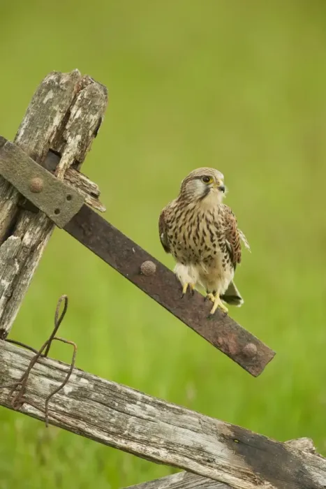 Framed Print : Common Kestrel (Falco tinnunculus) adult female, perched on old gate, Yorkshire, England, May Framed Print : Common Kestrel (Falco tinnunculus) adult female, perched on old gate, Yorkshire, England, May