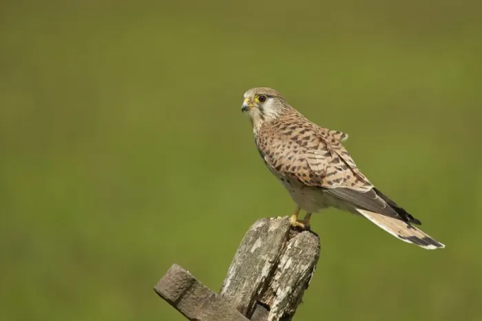 Framed Print : Common Kestrel (Falco tinnunculus) adult female, perched on old gate, Yorkshire, England, May Framed Print : Common Kestrel (Falco tinnunculus) adult female, perched on old gate, Yorkshire, England, May