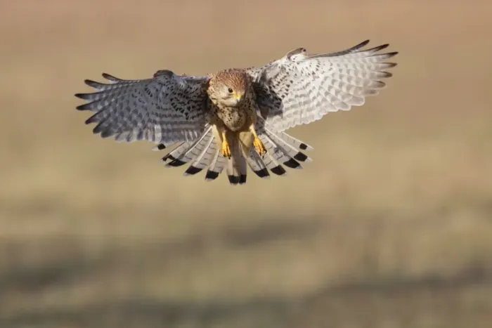 Framed Print : Common Kestrel (Falco tinnunculus) adult female, in flight, landing in farmland, North Yorkshire, England, December Framed Print : Common Kestrel (Falco tinnunculus) adult female, in flight, landing in farmland, North Yorkshire, England, December