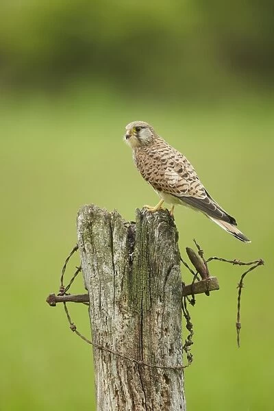 Common Kestrel (Falco tinnunculus) adult female, perched on old gatepost, Yorkshire, England, May