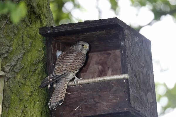 Common Kestrel (Falco tinnunculus) adult female, perched at nestbox entrance in tree, Warwickshire, England, June