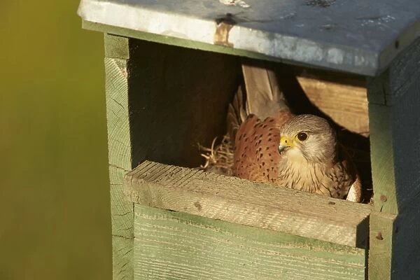 Common Kestrel (Falco tinnunculus) adult male, incubating eggs in nestbox, Hungary, May