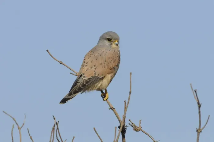 Framed Print : Common Kestrel (Falco tinnunculus) adult male, perched on elder twig, Norfolk, England, March Framed Print : Common Kestrel (Falco tinnunculus) adult male, perched on elder twig, Norfolk, England, March