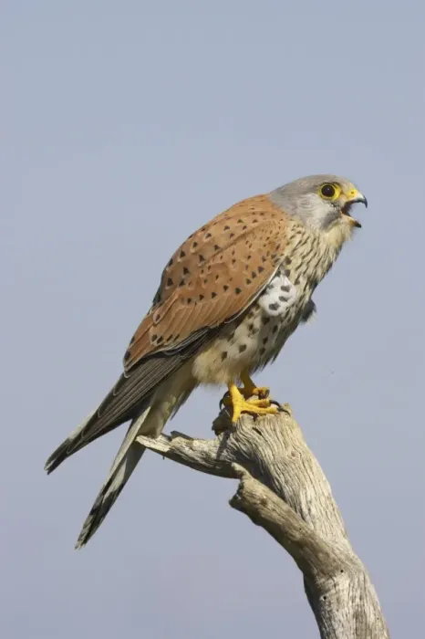 Framed Print : Common Kestrel (Falco tinnunculus) adult male, calling, perched on branch, Extremadura, Spain