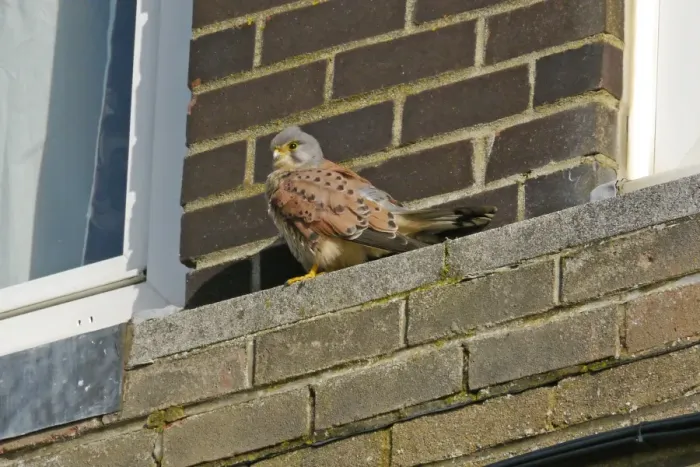 Framed Print : Common Kestrel (Falco tinnunculus) adult male, perched on building ledge, Widewater Lagoon, Lancing, West Sussex, England, february Framed Print : Common Kestrel (Falco tinnunculus) adult male, perched on building ledge, Widewater Lagoon, Lancing, West Sussex, England, february