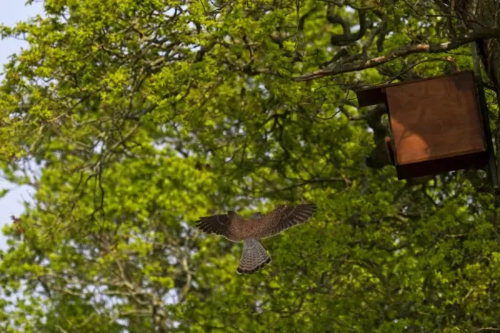 Framed Print : Common Kestrel (Falco tinnunculus) adult male, in flight, returning to nestbox in oak tree, England, May Framed Print : Common Kestrel (Falco tinnunculus) adult male, in flight, returning to nestbox in oak tree, England, May