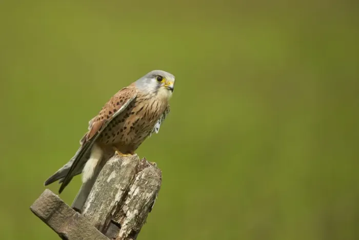 Framed Print : Common Kestrel (Falco tinnunculus) adult male, perched on old gate, Yorkshire, England, May Framed Print : Common Kestrel (Falco tinnunculus) adult male, perched on old gate, Yorkshire, England, May