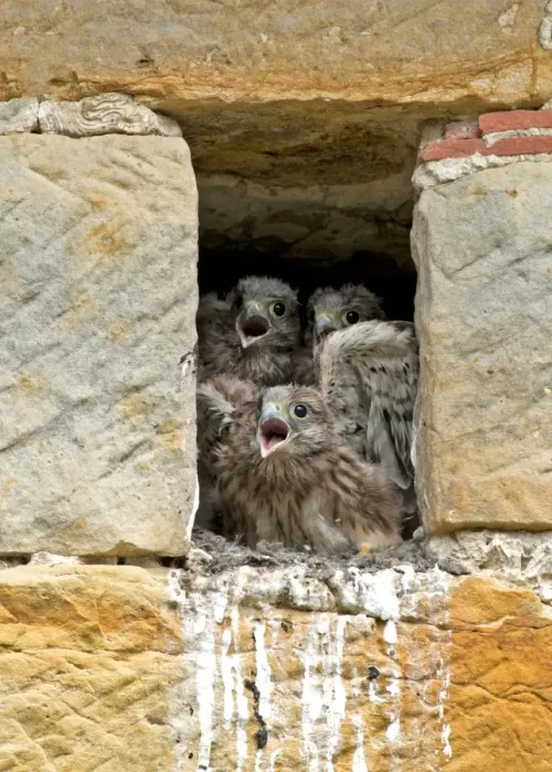 Framed Print : Common Kestrel (Falco tinnunculus) three chicks, calling for parent arrival, at nest entrance in sandstone barn