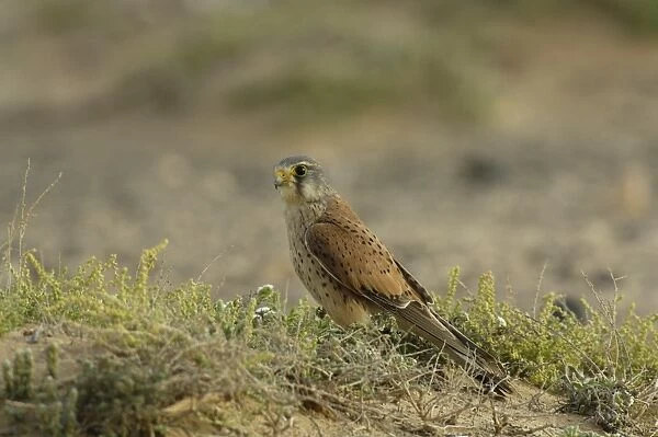 Common Kestrel (Falco tinnunculus dacotiae) adult male, standing on sandy ground, Fuerteventura, Canary Islands, march