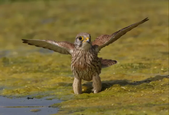 Framed Print : Common Kestrel (Falco tinnunculus) immature male, first summer plumage, landing on algal mat in pond, Norfolk, England, april Framed Print : Common Kestrel (Falco tinnunculus) immature male, first summer plumage, landing on algal mat in pond, Norfolk, England, april