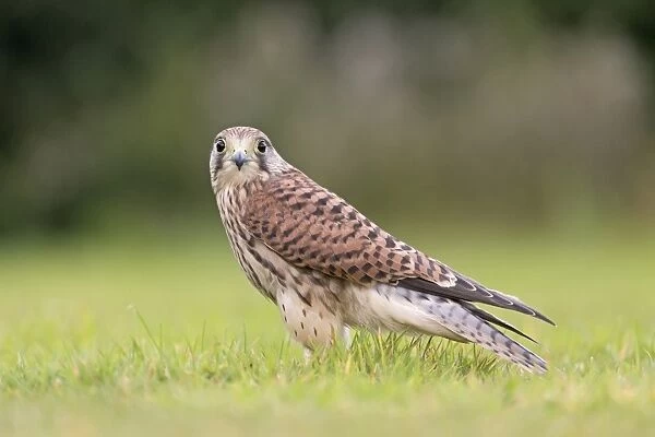 Common Kestrel (Falco tinnunculus) juvenile, standing on grass, Suffolk, England, August (captive)