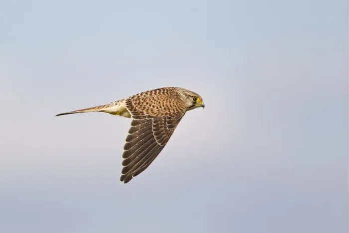 Framed Print : Common Kestrel (Falco tinnunculus) juvenile, in flight, Cornwall, England, august