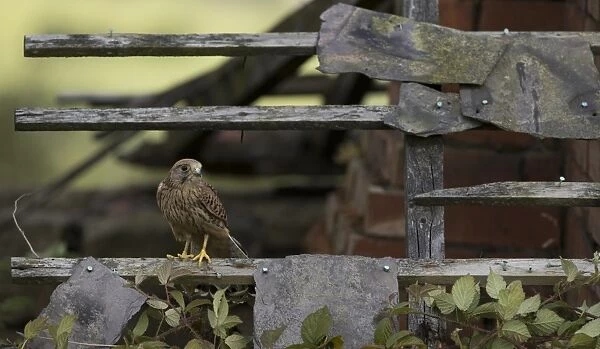 Common Kestrel (Falco tinnunculus) juvenile male, perched on roof of ruined building, England (captive)