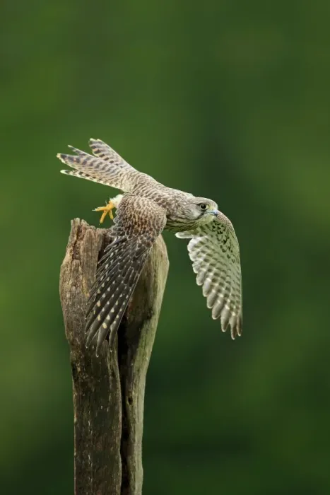 Framed Print : Common Kestrel (Falco tinnunculus) subadult female, in flight, taking off from post, Eifel, Germany, September Framed Print : Common Kestrel (Falco tinnunculus) subadult female, in flight, taking off from post, Eifel, Germany, September