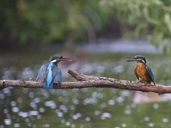 Common Kingfisher (Alcedo atthis) adult with chick begging for food, perched on branch over river, River Trent