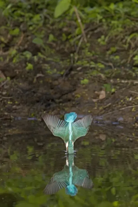 Framed Print : Common Kingfisher (Alcedo atthis) adult, in flight, diving into water with reflection, Suffolk, England, may Framed Print : Common Kingfisher (Alcedo atthis) adult, in flight, diving into water with reflection, Suffolk, England, may