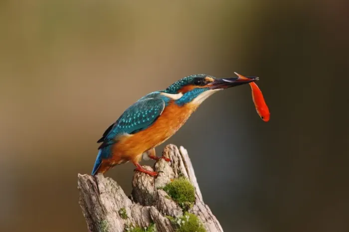 Framed Print : Common Kingfisher (Alcedo atthis) adult, with goldfish in beak, perched on post, Worcestershire, England, october Framed Print : Common Kingfisher (Alcedo atthis) adult, with goldfish in beak, perched on post, Worcestershire, England, october