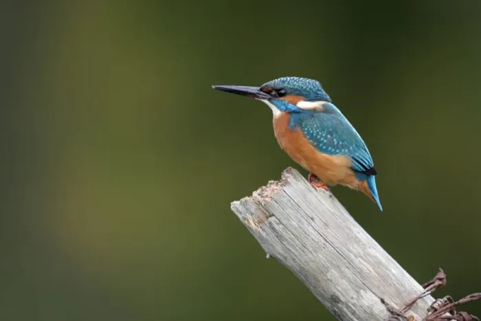Framed Print : Common Kingfisher (Alcedo atthis) adult, perched on post, Worcestershire, England, october