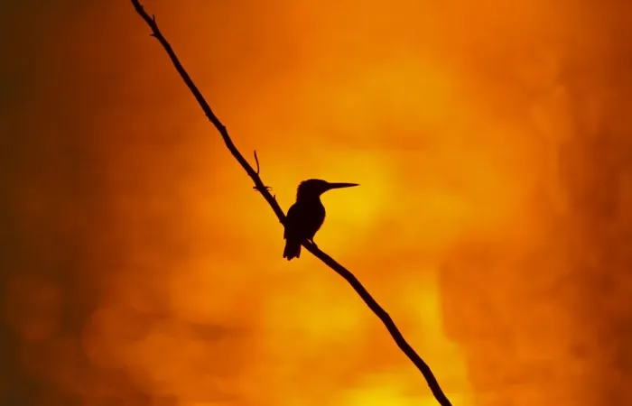 Framed Print : Common Kingfisher (Alcedo atthis) adult, perched on branch, silhouetted at sunset, India, february Framed Print : Common Kingfisher (Alcedo atthis) adult, perched on branch, silhouetted at sunset, India, february